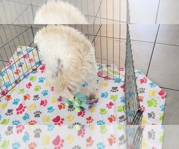 Medium Photo #4 Schnoodle (Miniature) Puppy For Sale in ORO VALLEY, AZ, USA