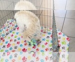 Small #3 Schnoodle (Miniature)