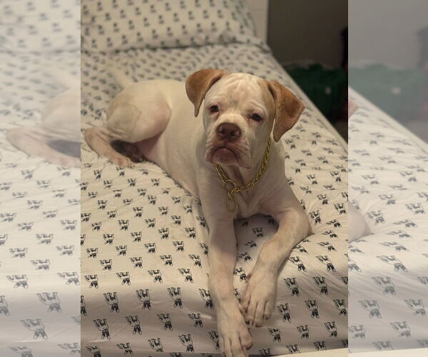 Medium Photo #1 Boxer Puppy For Sale in Stanwood, WA, USA