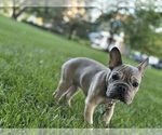 Small #3 French Bulldog