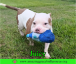 Small #4 Bulldog