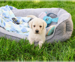 Small #1 Labrador Retriever