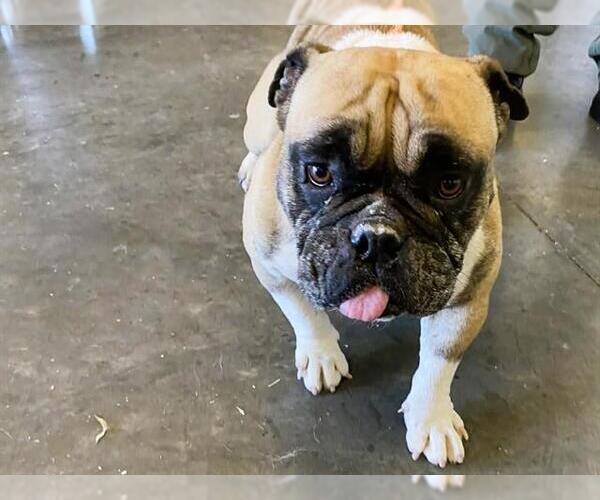 Medium Photo #1 Free-Lance Bulldog Puppy For Sale in Orange, CA, USA