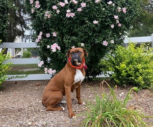 Mother of the Boxer puppies born on 10/17/2020