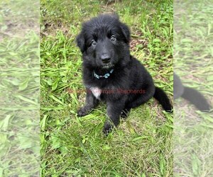 German Shepherd Dog Puppy for Sale in PIEDMONT, Missouri USA
