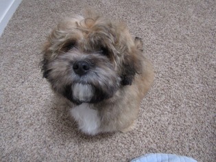ShihPoo Puppy for sale in CHICO, CA, USA