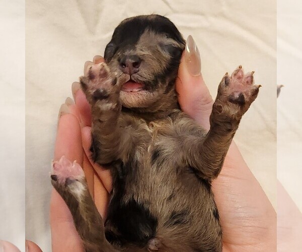 Medium Photo #10 Aussiedoodle Miniature  Puppy For Sale in COLUMBIA, TN, USA