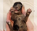 Small #9 Aussiedoodle Miniature 