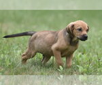 Small #8 Retriever  Mix