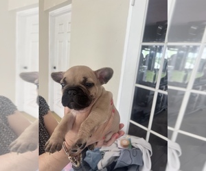 French Bulldog Puppy for sale in BIG PINE KEY, FL, USA