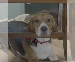 Beagle Dogs for adoption in Tampa, FL, USA