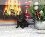Small Photo #21 Poodle (Toy) Puppy For Sale in CHANUTE, KS, USA