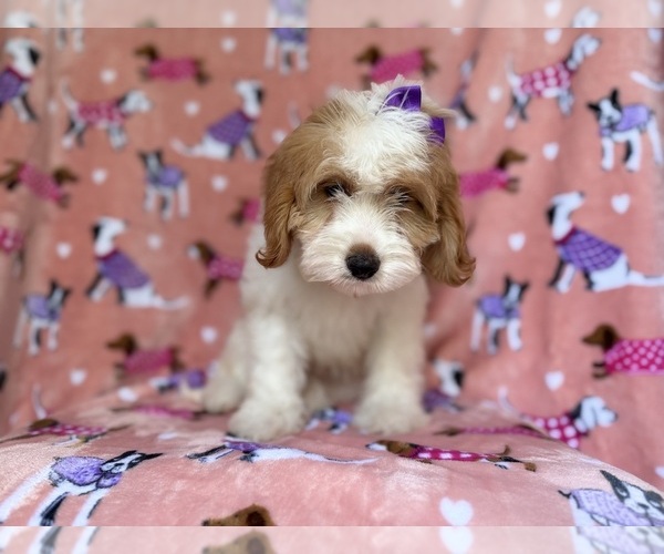 Medium Photo #3 Goldendoodle (Miniature) Puppy For Sale in LAKELAND, FL, USA
