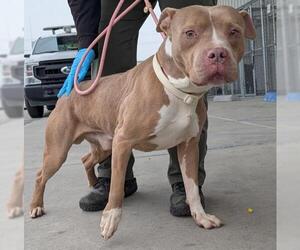 Mutt Dogs for adoption in Bakersfield, CA, USA