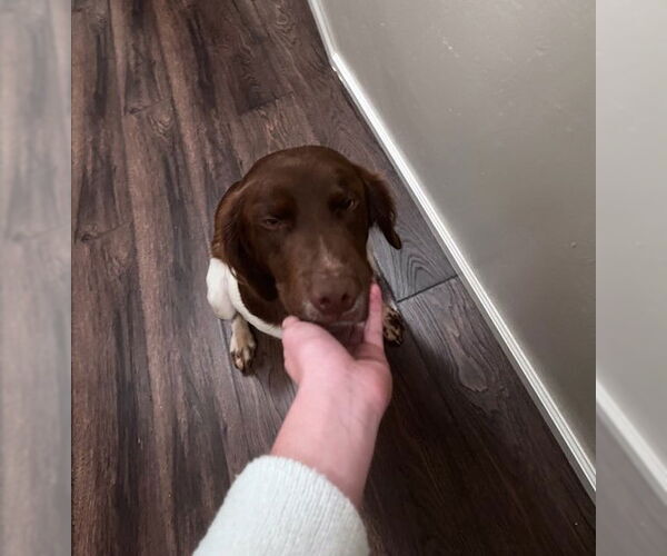 Medium Photo #5 Brittany Puppy For Sale in Curwensville, PA, USA