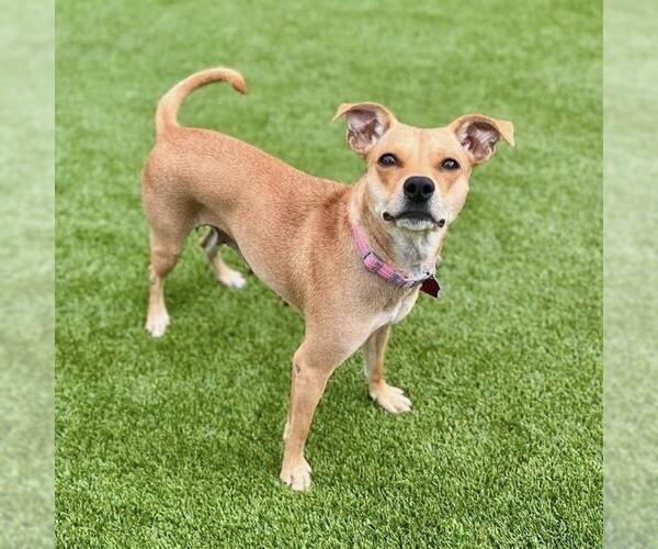 Medium Photo #2 Miniature Pinscher-Unknown Mix Puppy For Sale in San Diego, CA, USA