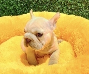 French Bulldog Puppy for sale in PORTLAND, OR, USA