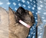 Small Photo #294 Belgian Malinois Puppy For Sale in REESEVILLE, WI, USA