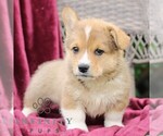 Image preview for Ad Listing. Nickname: Jack