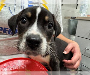 Mutt Dogs for adoption in Peoria, IL, USA