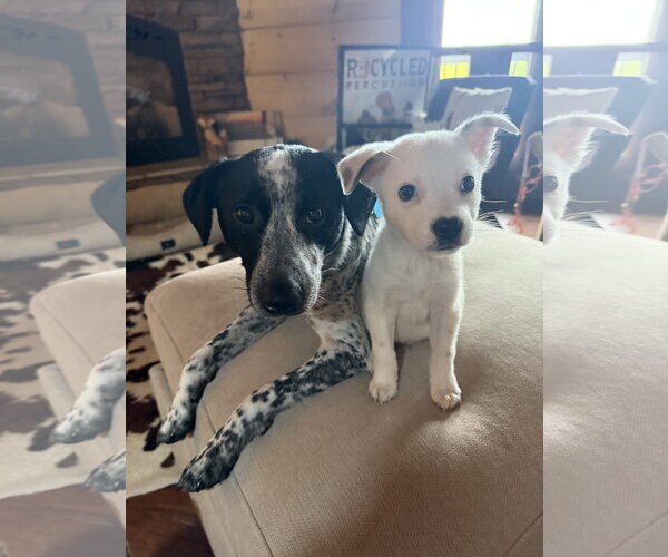 Medium Photo #7 Jack Russell Terrier-Unknown Mix Puppy For Sale in Ball Ground, GA, USA