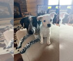 Small #6 Jack Russell Terrier Mix