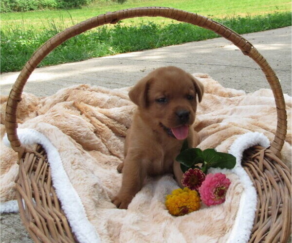 Medium Photo #1 Labrador Retriever Puppy For Sale in LOUDONVILLE, OH, USA