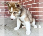 Small Photo #5 Siberian Husky Puppy For Sale in CO SPGS, CO, USA