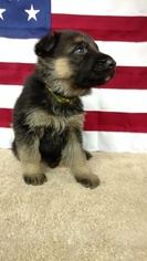 German Shepherd Dog Puppy for sale in SAINT CHARLES, MI, USA