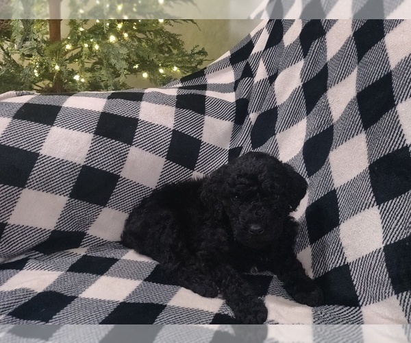 Medium Photo #3 Poodle (Standard) Puppy For Sale in COUCH, MO, USA