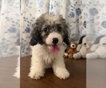 Litter of 4 - Male(s) and Female(s) Cockapoo (Miniature)Litter of Puppies for Sale - Photo #19