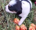Small Photo #12 Dachshund Puppy For Sale in CHOCTAW, OK, USA