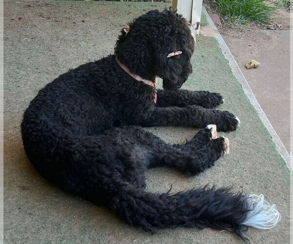 Medium Photo #3 Bernedoodle Puppy For Sale in Grafton, WI, USA
