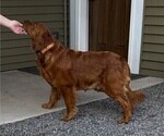 Small Photo #1 Golden Retriever Puppy For Sale in WILLARD, WI, USA