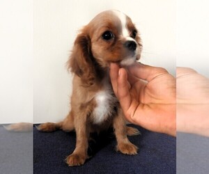 Cavalier King Charles Spaniel Puppy for sale in CARLISLE, KY, USA