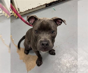 Mutt Dogs for adoption in Peoria, IL, USA