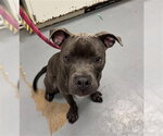 Small Mutt