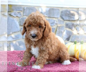 Goldendoodle (Miniature) Puppy for sale in EPHRATA, PA, USA