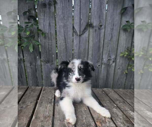 Medium Photo #1 Australian Shepherd Puppy For Sale in INDIANAPOLIS, IN, USA