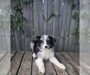 Australian Shepherd Puppy for sale in INDIANAPOLIS, IN, USA