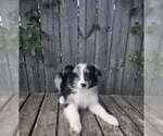 Image preview for Ad Listing. Nickname: Merlin