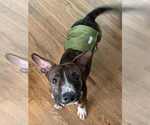 Small #2 Mutt