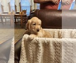 Small #2 Golden Retriever