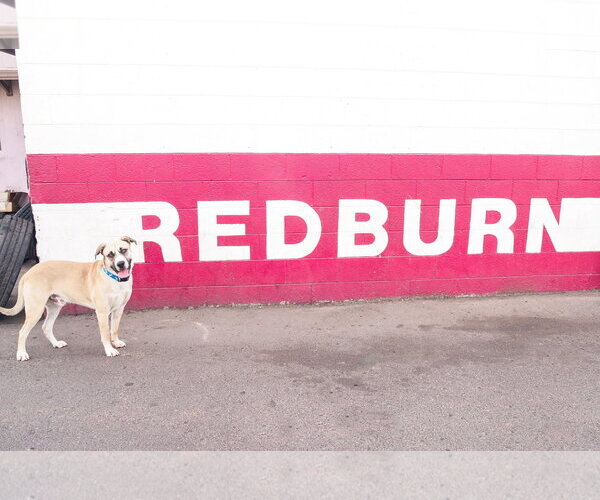 Medium Photo #8 American Staffordshire Terrier-Siberian Husky Mix Puppy For Sale in Phoenix, AZ, USA