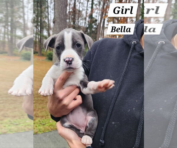 Medium Photo #1 American Pit Bull Terrier-American Staffordshire Terrier Mix Puppy For Sale in Chester, VA, USA