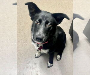 Borador Dogs for adoption in Mount Laurel, NJ, USA