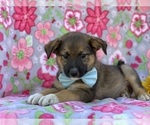 Small Photo #1 Australian Shepherd-Norwegian Elkhound Mix Puppy For Sale in LANCASTER, PA, USA