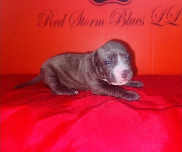 Medium Photo #22 American Pit Bull Terrier Puppy For Sale in TRENTON, NJ, USA