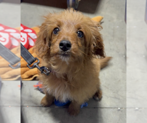 Golden Retriever-Unknown Mix Dogs for adoption in Brooklyn, NY, USA