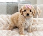 Small #4 Goldendoodle mix (+ Poodle Miniature)